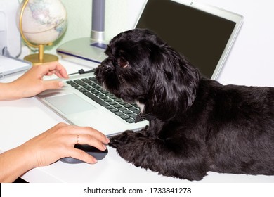 
The Dog Sits On The Table And Waits For The Owner To Finish The Remote Work On The Computer At Home And Go For A Walk With It