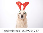 A dog sits on a white background with red antlers. Golden Retriever for New Year and Christmas