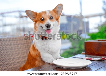 Dog sits at served table in cafe, on street terrace sticking out tongue in anticipation of delicious food. Corgi sits in dog-friendly restaurant, sticking out his tongue, waiting for menu, empty plate