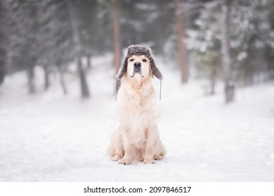 The dog sits in the snow in a hat with earflaps. A golden retriever in a winter hat walks through the snowy forest. - Shutterstock ID 2097846517