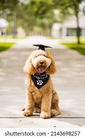 A dog sits still while wearing a graduation cap.