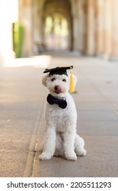 A Dog Sits Still While Wearing A Graduation Cap. Small White Doodle Graduating. Cute Dog With Grad Hat - Education Concept - Back To School Concept- University Background - Graduated Puppy 