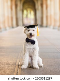 A Dog Sits Still While Wearing A Graduation Cap. Small White Doodle Graduating. Cute Dog With Grad Hat - Education Concept - Back To School Concept- University Background - Graduated Puppy 