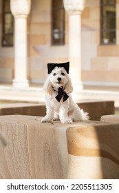 A Dog Sits Still While Wearing A Graduation Cap. Small White Doodle Graduating. Cute Dog With Grad Hat - Education Concept - Back To School Concept- University Background - Graduated Puppy 