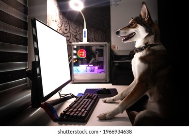 The dog sits at the table and looks at the computer screen. The puppy works at the computer at home - Powered by Shutterstock