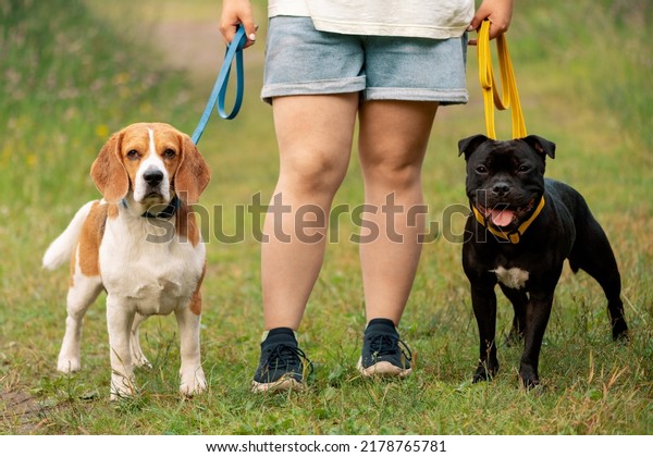 Dog sitter and\
two dogs standing in\
outdoors