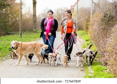 Dog sitters walking their customers in a park