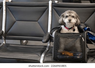 A dog sitting in an airline travel carrier at the airport