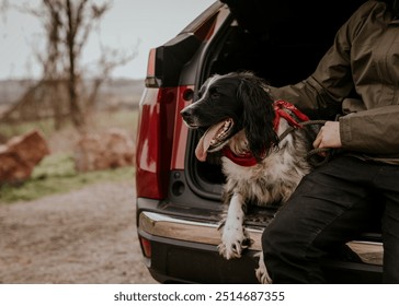 Dog sitting at the back of a car photo - Powered by Shutterstock