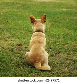 Dog Sitting Back On The Grass