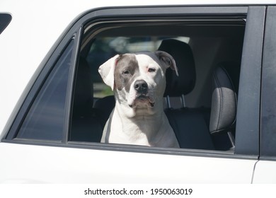  A dog sitting in the back seat of a car and waiting to go for a ride.