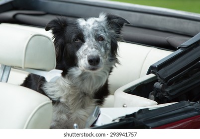 With Hairy mature in backseat Hairy mature in backseat knows it