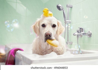   Dog sitting in bathtub with duck on her head and sponge in the mouth                             