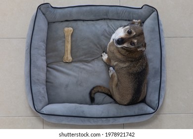 A dog is sitting in a bed