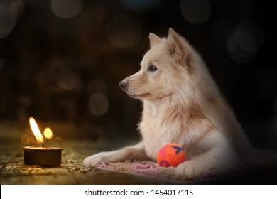 Dog Candle Images Stock Photos Vectors Shutterstock