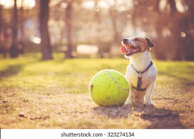 Dog Sitting With Big Ball At Park