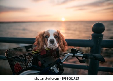 Dog Sitting In The Bike Basket During Sunset Over The Sea.