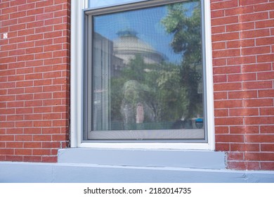 Dog Sitting In A Brooklyn Apartment Window