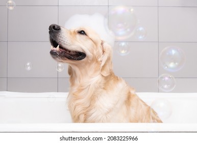 The dog is sitting in a bubble bath with a yellow duckling and soap bubbles. Golden Retriever bathes with bath accessories. - Shutterstock ID 2083225966