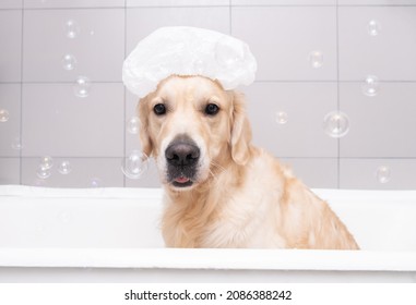 犬 シャンプー の画像 写真素材 ベクター画像 Shutterstock