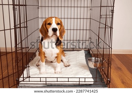 The dog is sitting in a cage. Wire box for keeping pets
