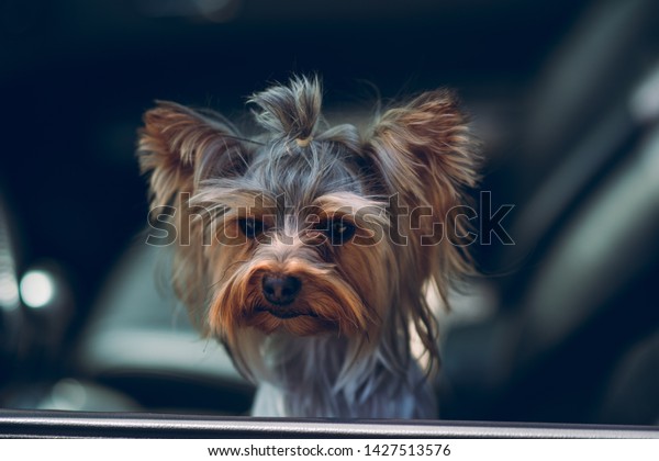 The dog is\
sitting in a car in the driver\'s\
seat