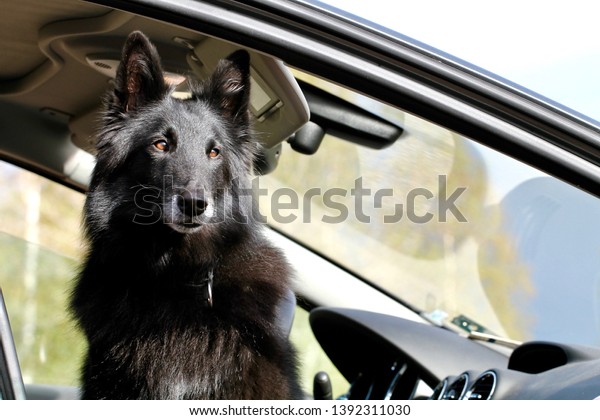 Dog sitting in the car front seat with door open
during a warm summer