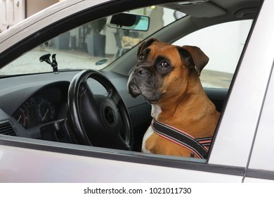 Dog Sitting In Car On Driver Seat                             