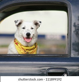 A Dog Sitting In A Car Waiting