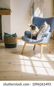 Dog is sitting in chair in light Scandinavian style interior