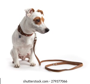 Dog Sitting In A Collar On A Leash