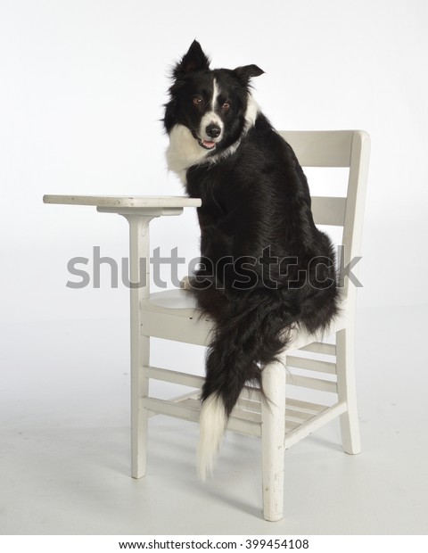 Dog Sitting Desk Stock Photo Edit Now 399454108