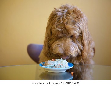 Dog Sitting At Dining Table Sniffing Food