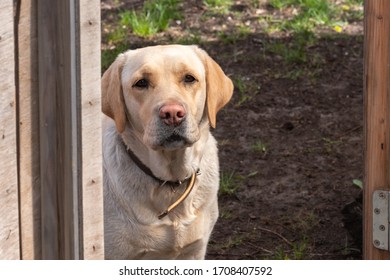 Dog Is Sitting At The Door