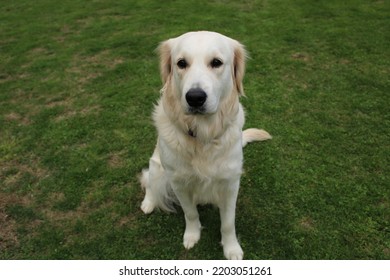 A Dog Sitting Down Looking Confused