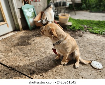 A dog sitting down on a wooden platform outside, with a goat behind the dog