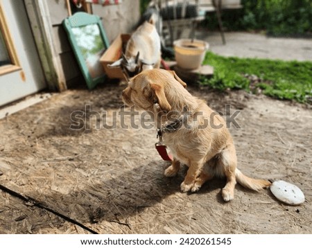 A dog sitting down on a wooden platform outside, with a goat behind the dog