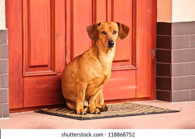 Dog Sitting In Front Of The Door