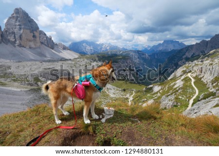 Dog sitting in front of mountains. Travel with dog