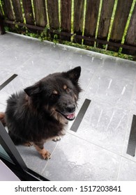 Dog Sitting In Front Of The Room And Looking At Camera. Dog Waiting At The Door On The Wet Floor After The Rain. 