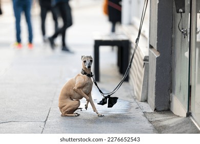Dog sitting in front of a shop and wants to go for walk  - Shutterstock ID 2276652543