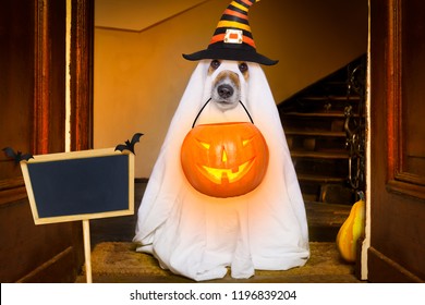 Dog Sitting As A Ghost For Halloween In Front Of The Door  At Home Entrance With Pumpkin Lantern Or  Light , Scary And Spooky, For A Trick Or Treat, Banner , Placard To The Side