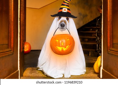 dog sitting as a ghost for halloween in front of the door  at home entrance with pumpkin lantern or  light , scary and spooky, for a trick or treat