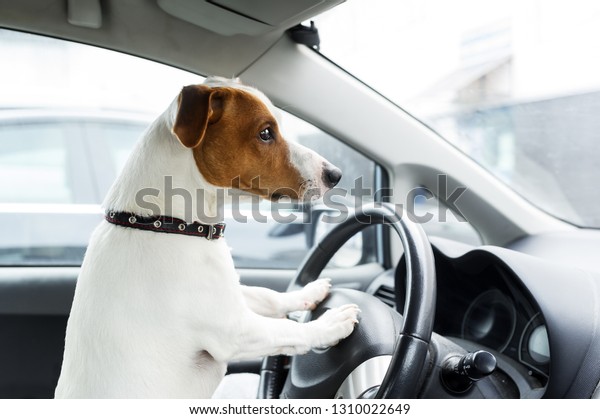 Dog\
sitting inside car on a driver\'s seat. Closeup\
photo
