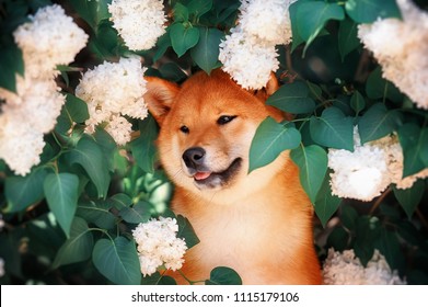 Dog Sitting In Lilac Flowers. Japanes Shiba Inu Dog