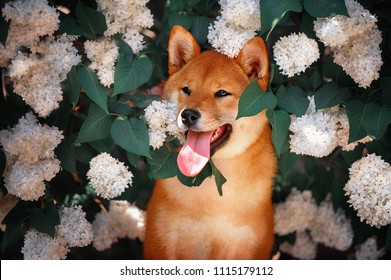 Dog Sitting In Lilac Flowers. Japanes Shiba Inu Dog