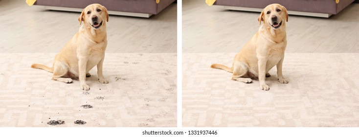 Dog Sitting With Muddy Paw Prints On Carpet. Before And After Cleaning