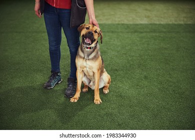 Dog Sitting On The Artificial Grass After A Training Session