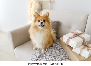 Der Hund sitzt auf dem beigen Sofa mit Plaid und Geschenken. Pommern zu Hause. Beiges Sofa mit Hund. Roter Flöckchen