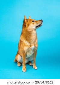 Dog sitting on blue profile Shiba Inu on blue background. Cute orange dog looking up confused shy. Animal pet theme. Vertical composition